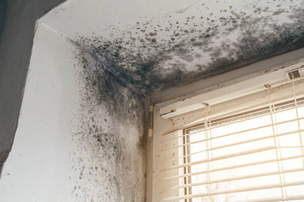 Trusted Basement Mold Remediation service in Oxford, GA - Cheap Mold Removal